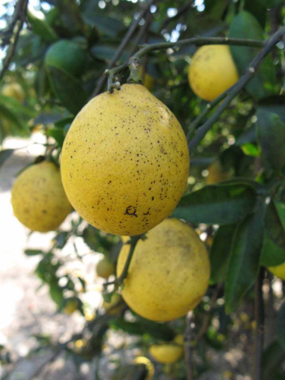              Fruit (Winter Haven, FL)       